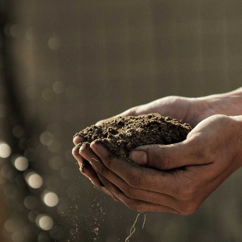 Fertile soil from the Ribatejo countryside near Villa Dona Belida estate in Santarém